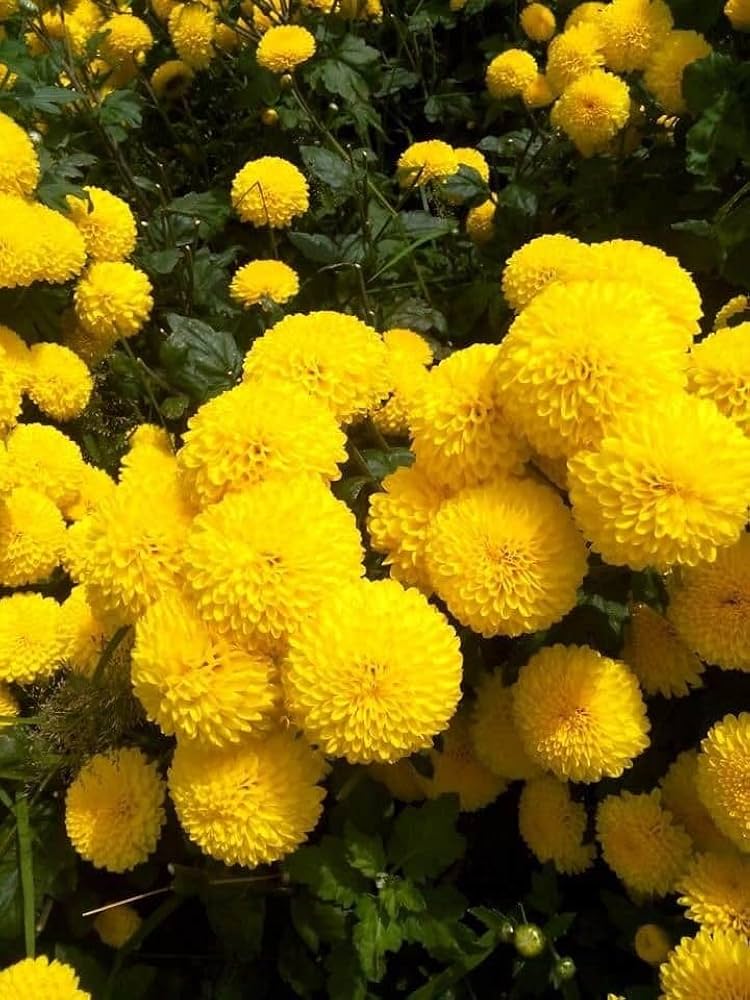 Yellow Chrysanthemum Flower seeds for Planting - Pollinator Friendly, Heirloom & GMO Free Seeds for Home Garden
