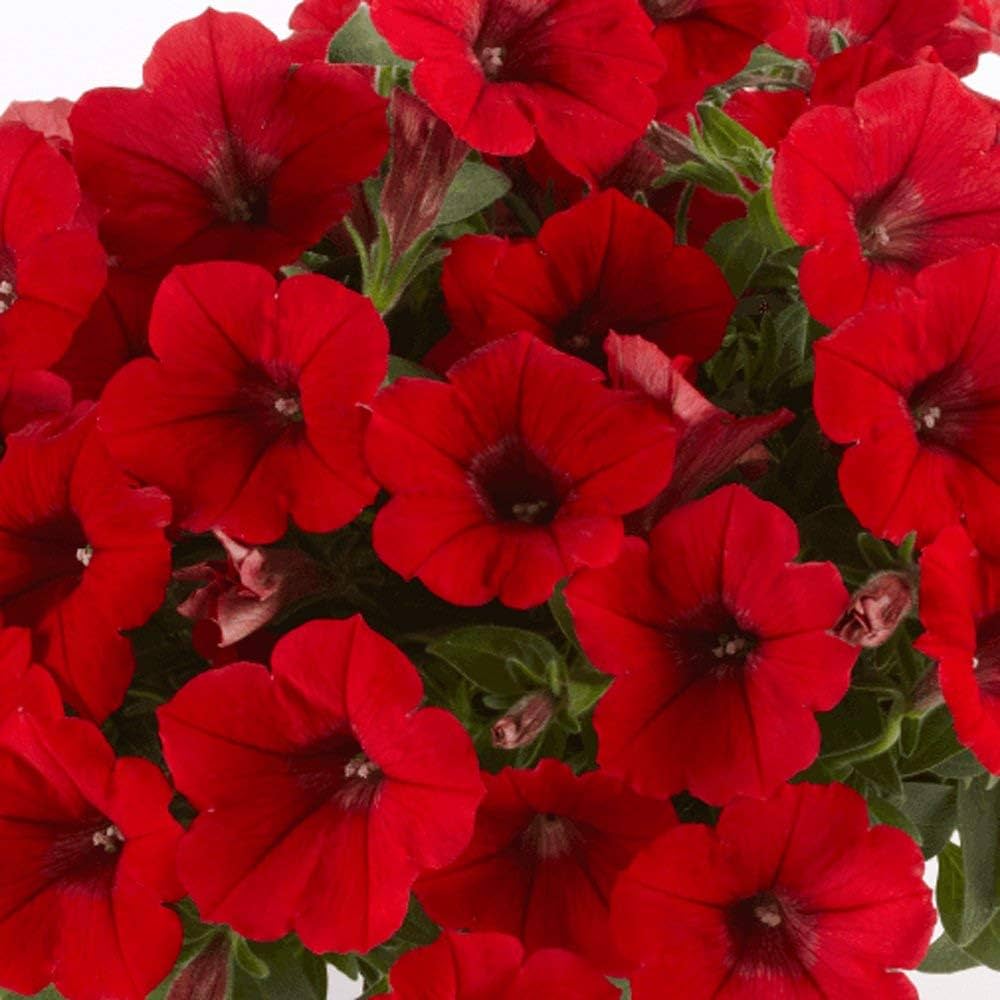 Pelletta Petunia Seeds Red Flower Strawberry Dad Dad