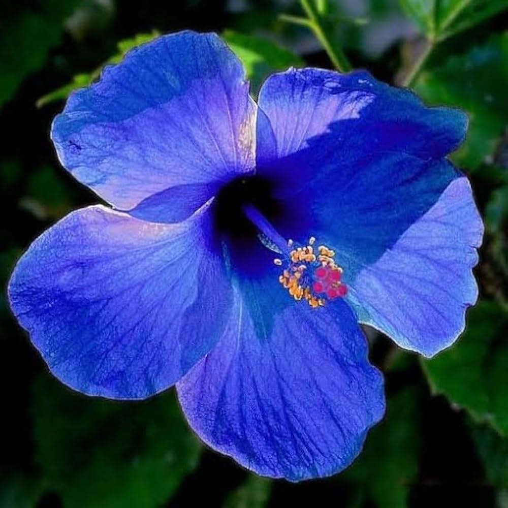 Hibiscus Dark Blue Flower seeds for Planting - Garden Favorite, Heirloom & GMO Free Seeds for Home Garden