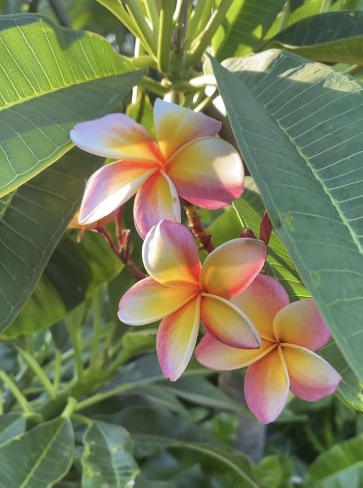 Mixed Color Plumeria Plumeria spp. Seeds for Planting in Home Garden