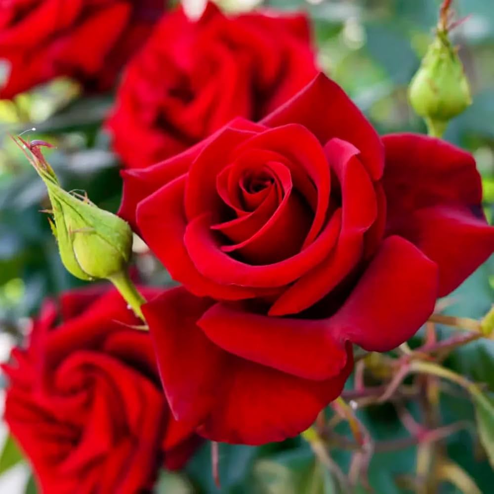 Full Red Rose Flower seeds for Planting - Long Bloom Season, Heirloom & GMO Free Seeds for Home Garden