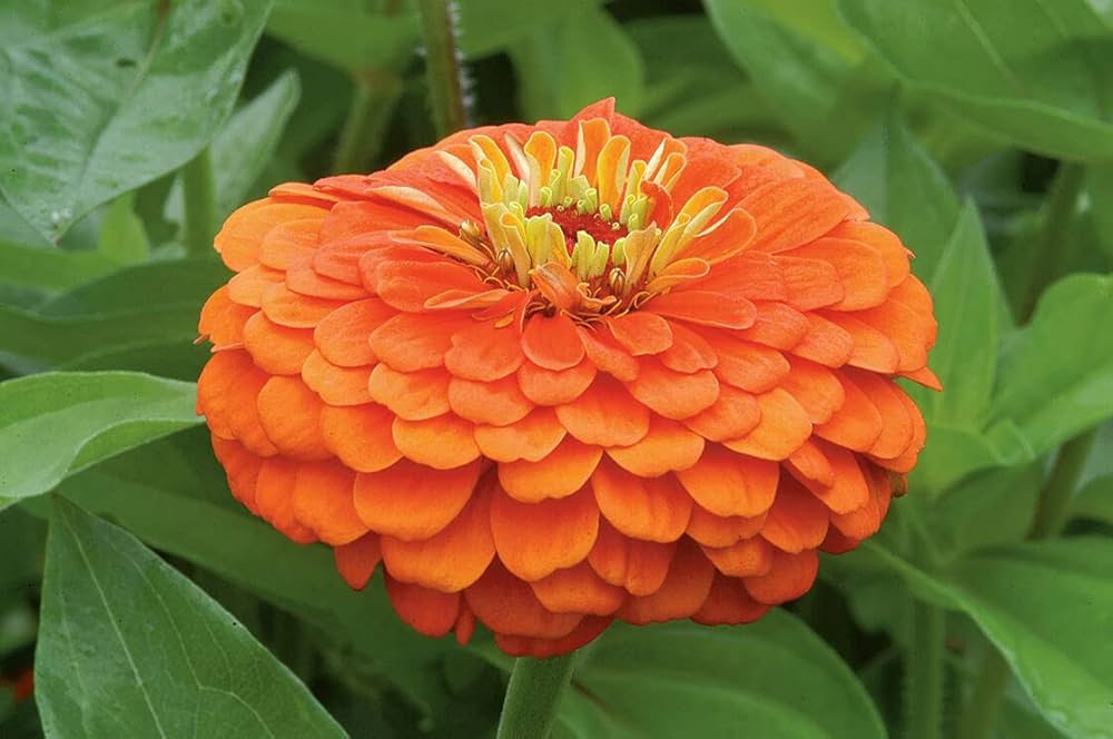Zinnia Flower Seeds Lime Orange Planting