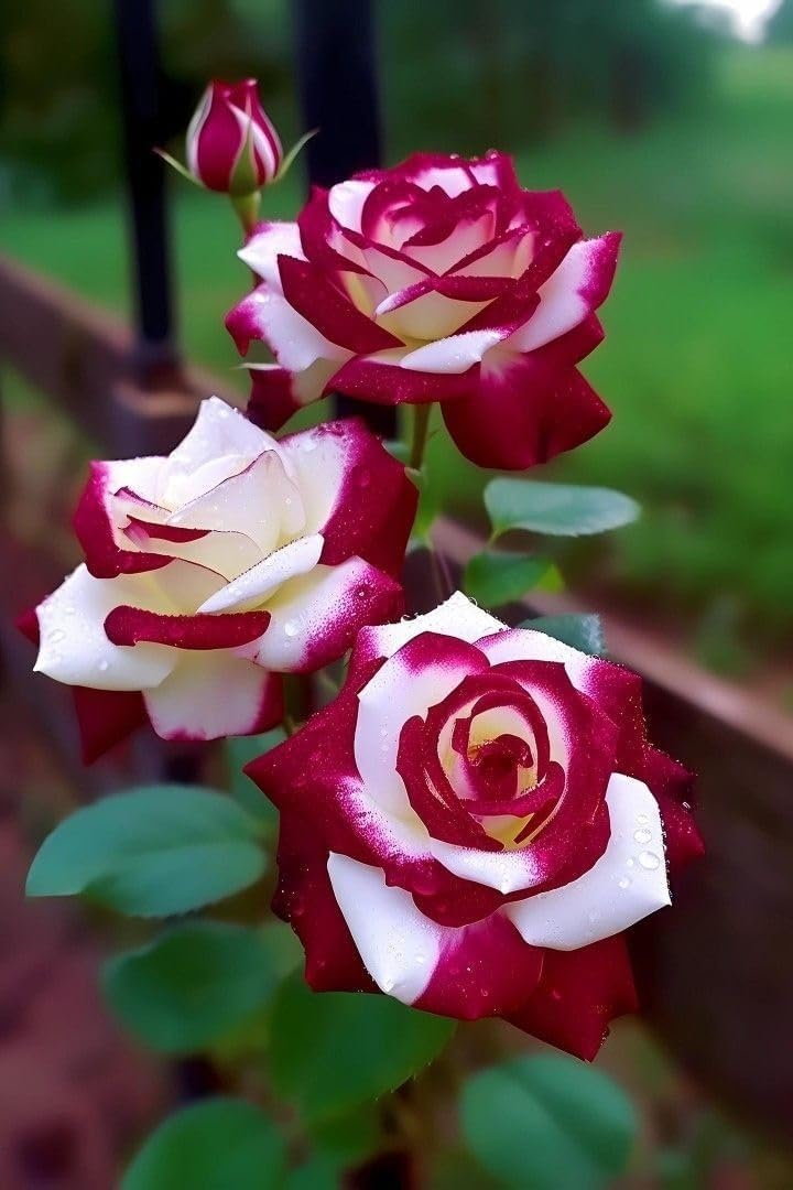 White Maroon Multi Color Rose Flower Seeds for Planting Premium Quality Heirloom & GMO Free Seeds for Home Garden
 
 Sale