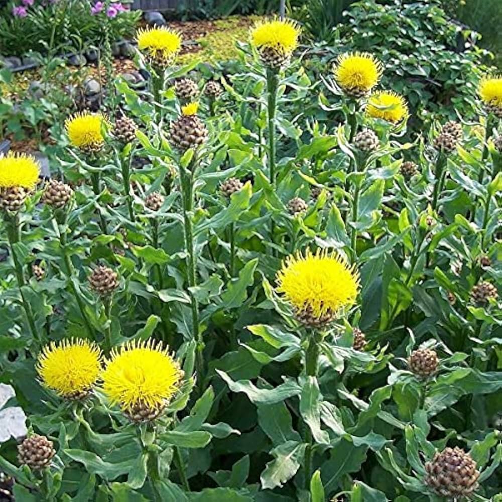 Armenian Basket Flower Seeds for Planting - Beautiful Blooms for Flower Bed & Urban Garden