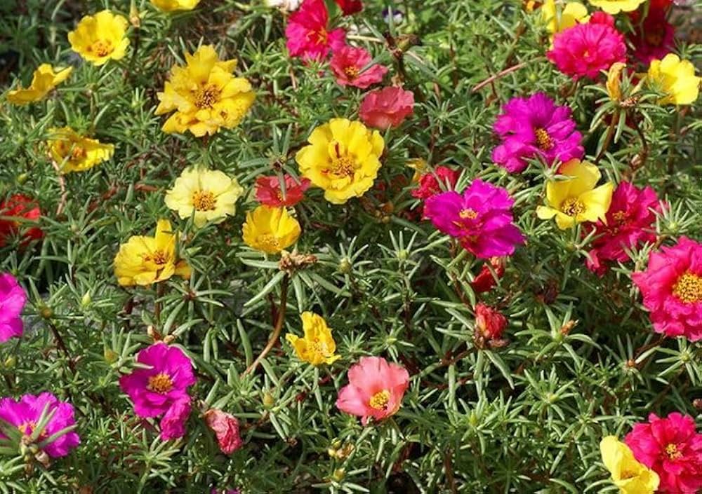White Pink Moss Rose Flower seeds for Planting - Perfect for Borders, Heirloom & GMO Free Seeds for Home Garden Sale