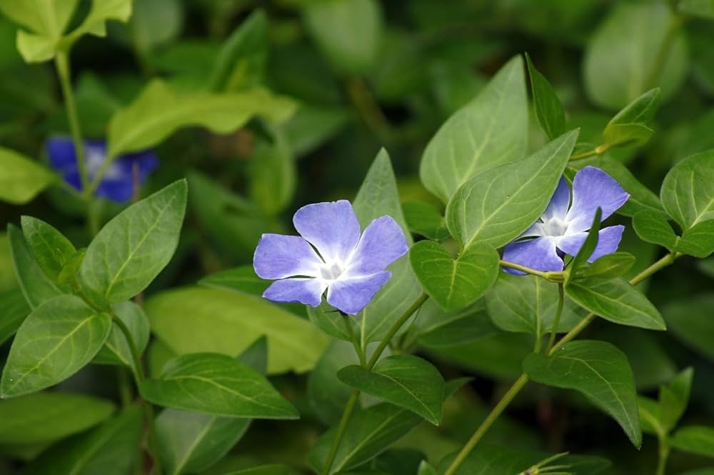 Catharanthus Roseus Periwinkle Seeds for Planting in Flower Bed