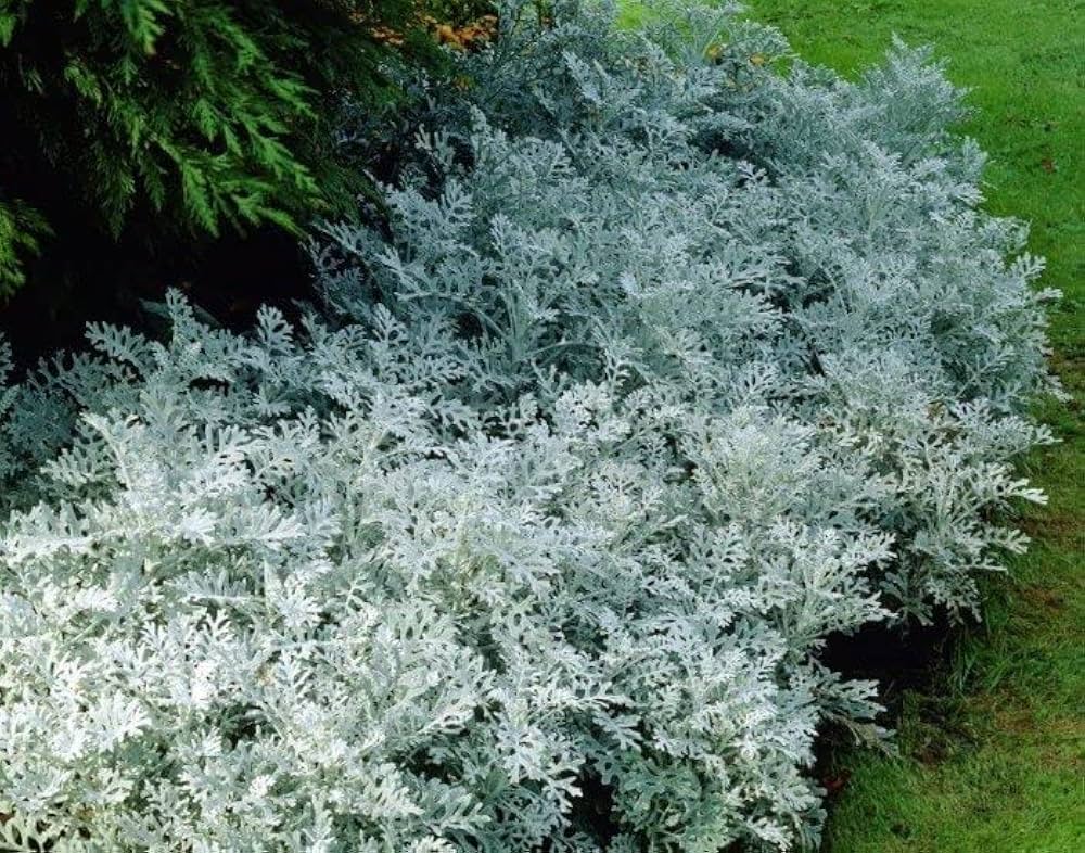 Dusty Miller Silverdust Senecio cineraria Seeds for Planting border garden flower bed