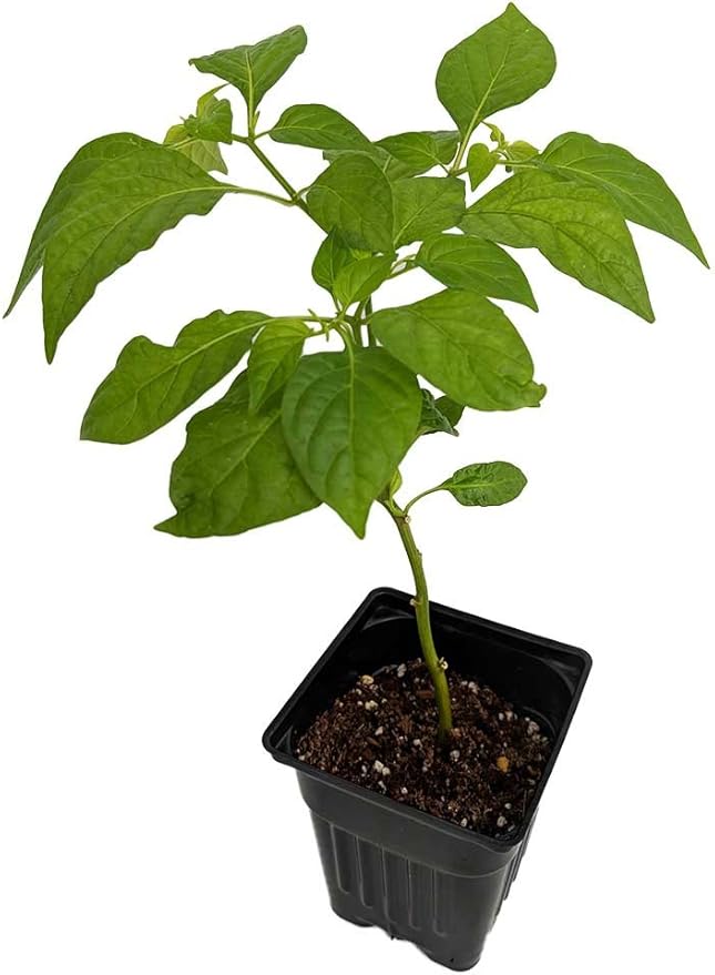 Trinidad Scorpion Moruga Pepper Seeds for Extremely Hot Peppers