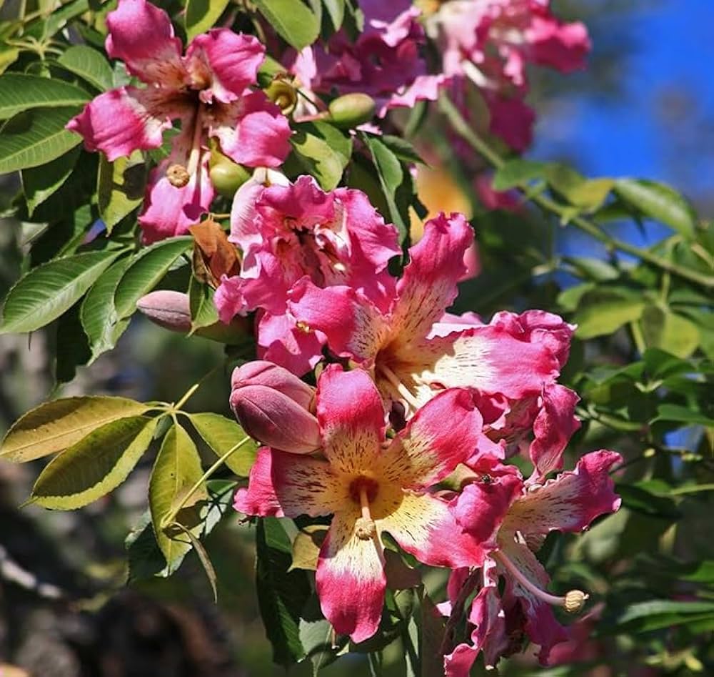 Chorisia Insignis Flower seeds for Planting - Premium Quality, Heirloom & GMO Free Seeds for Home Garden
 
 Sale seeds for planting in home garden