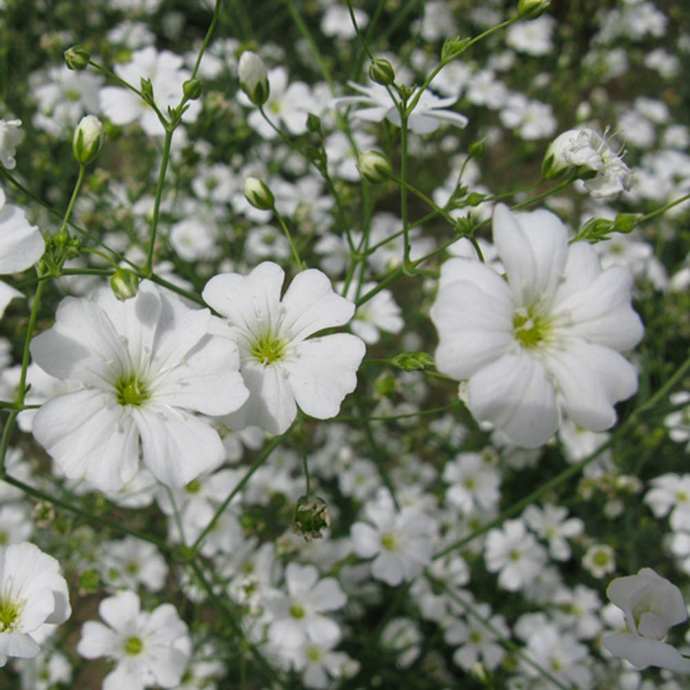 White Gypsophila Snowflake Flower seeds for Planting - Cut Flower Favorite, Heirloom & GMO Free Seeds for Home Garden