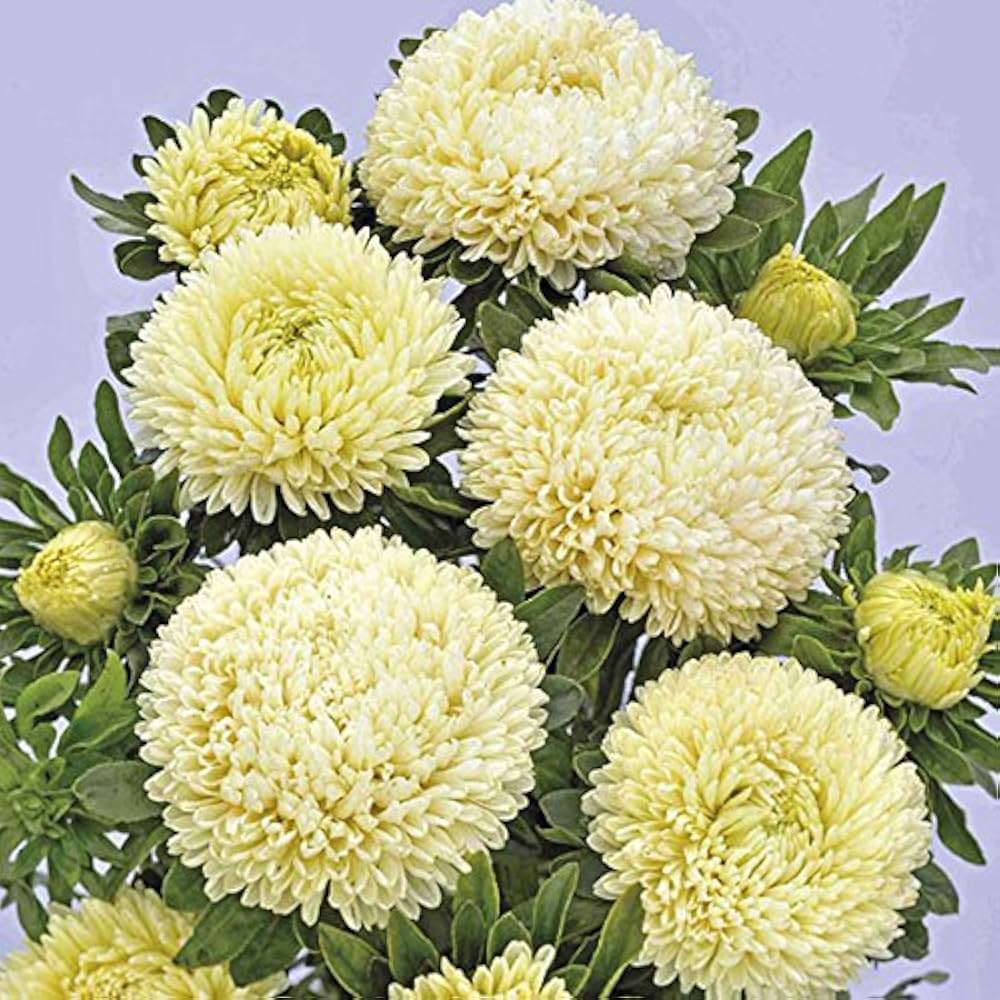 White Green China Aster Flower Seeds for Planting Garden Favorite Heirloom & GMO Free Seeds for Home Garden
 
 Sale