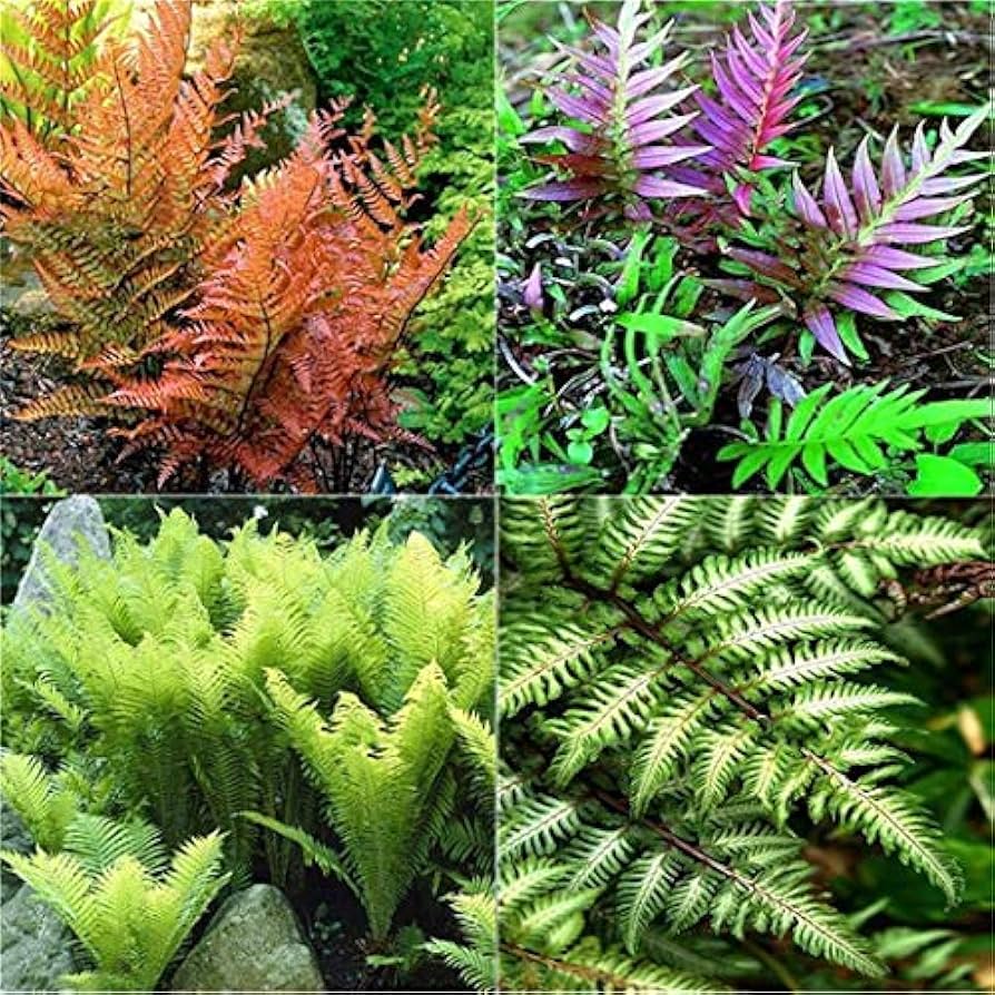 Mixed Color Fern for Planting Premium Quality Heirloom & GMO Free Seeds for Home Garden
 
 Sale