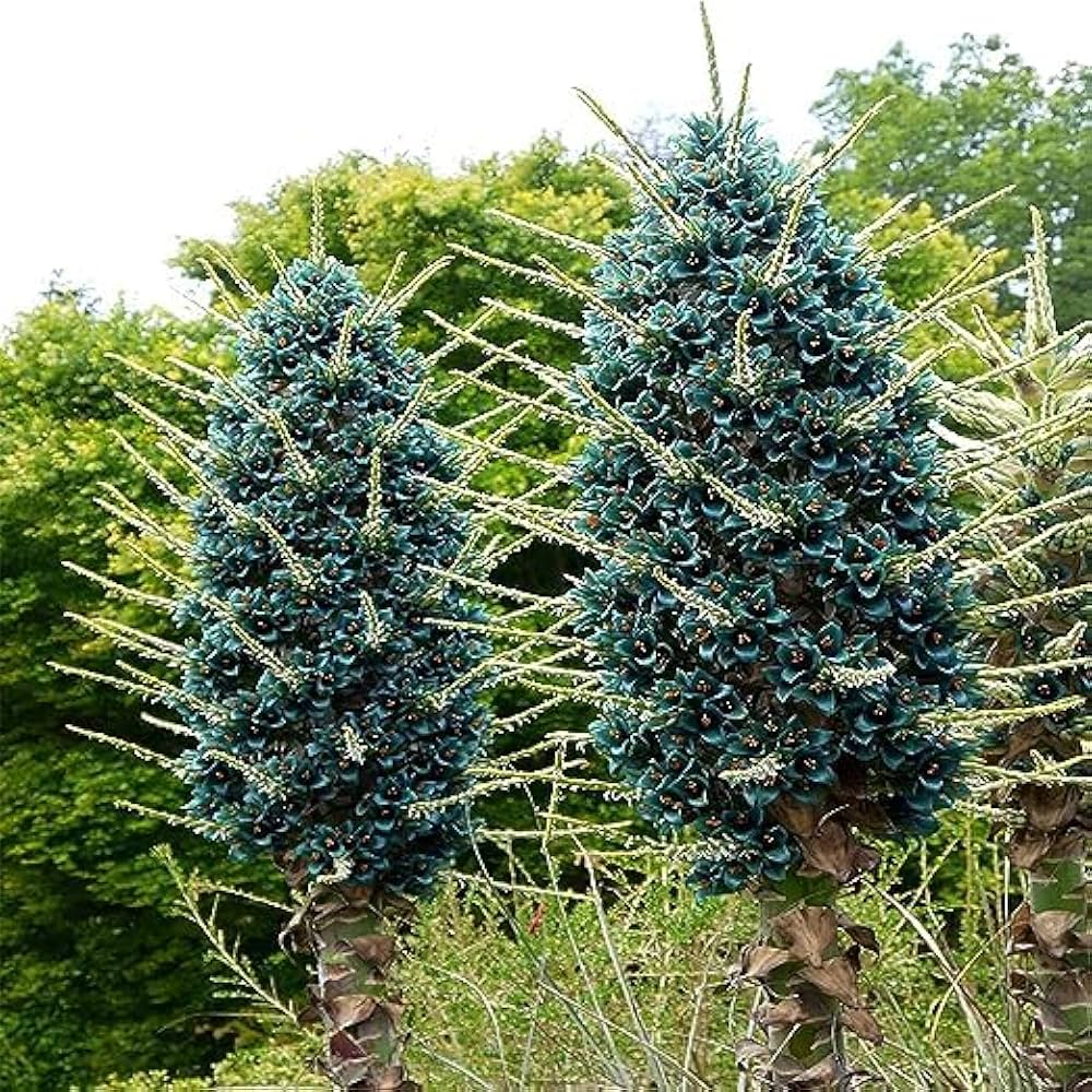 Blue Puya Venusta Flower seeds for Planting - Pollinator Friendly, Heirloom & GMO Free Seeds for Home Garden
