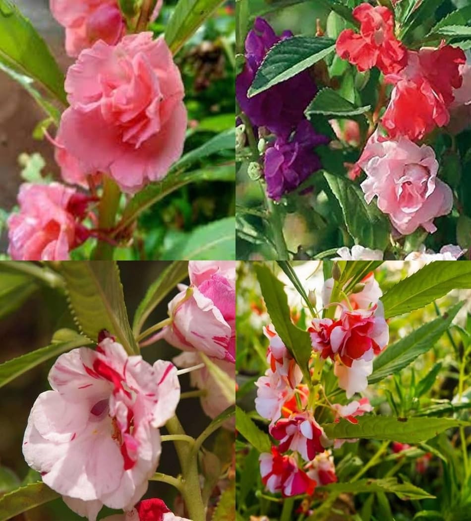 Pale Pink Balsam Camellia Flower seeds for Planting - Cottage Garden Essential, Heirloom & GMO Free Seeds for Home Garde