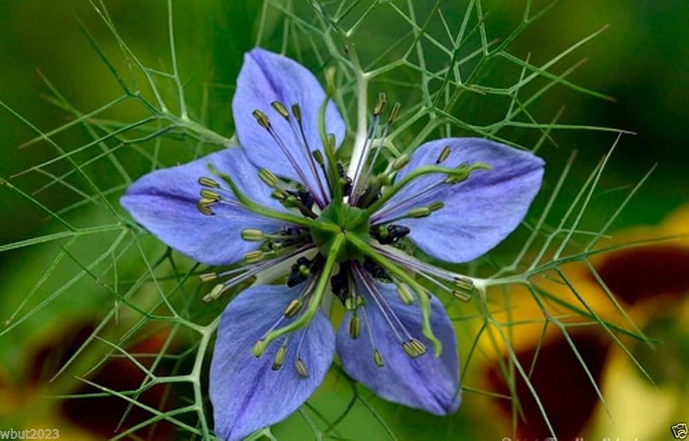 Damascena Flower seeds for Planting - Hardy Variety, Heirloom & GMO Free Seeds for Home Garden