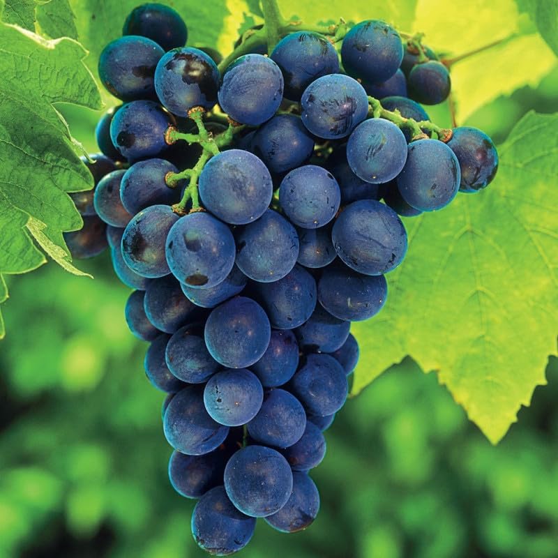 Cabernet Sauvignon Grape Seeds for Easy Planting