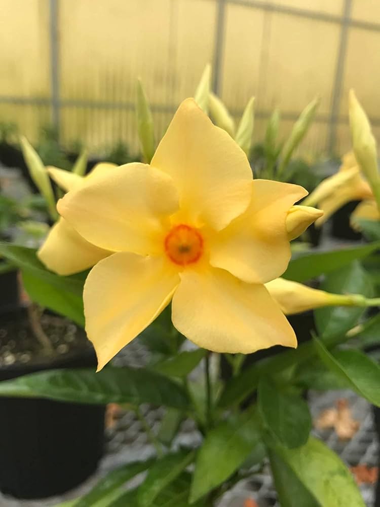 Mandevilla Sanderi Mandevilla sanderi Seeds for Planting in Climbing Garden