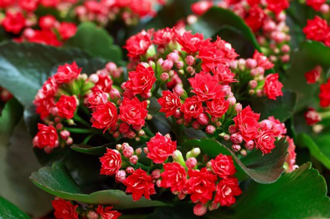 Multi-Color Kalanchoe Flower seeds for Planting - Bright Blooms, Heirloom & GMO Free Seeds for Home Garden