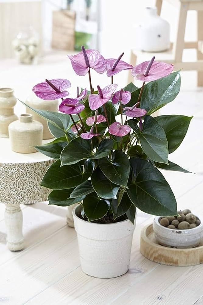 Dark Purple Anthurium Flower Seeds for Planting Cut Flower Favorite Heirloom & GMO Free Seeds for Home Garden
 
 Sale