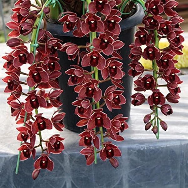Mixed Cymbidium Maxillaria Goeringii Seeds for Planting Compact Growth Heirloom & GMO Free Seeds for Home Garden
 
 Sale