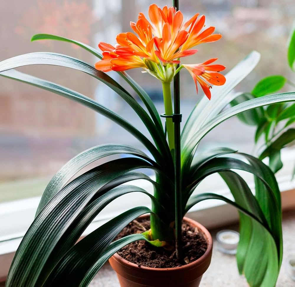 Klivie Clivia Miniata Seeds for Planting - Beautiful Flowers for Home Garden & Flower Bed