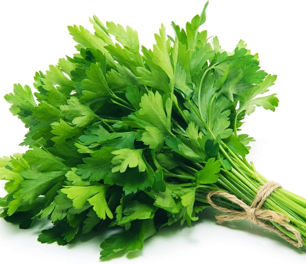 Laika Parsley Petroselinum Crispum Seeds for Planting - Ideal for Herb Garden & Vegetable Patch