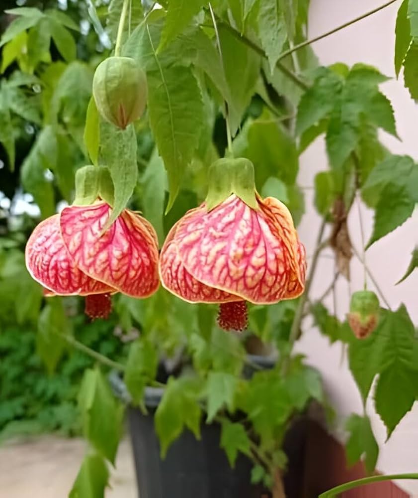 Yellow Red Abutilon Flower seeds for Planting - Low Maintenance, Heirloom & GMO Free Seeds for Home Garden
