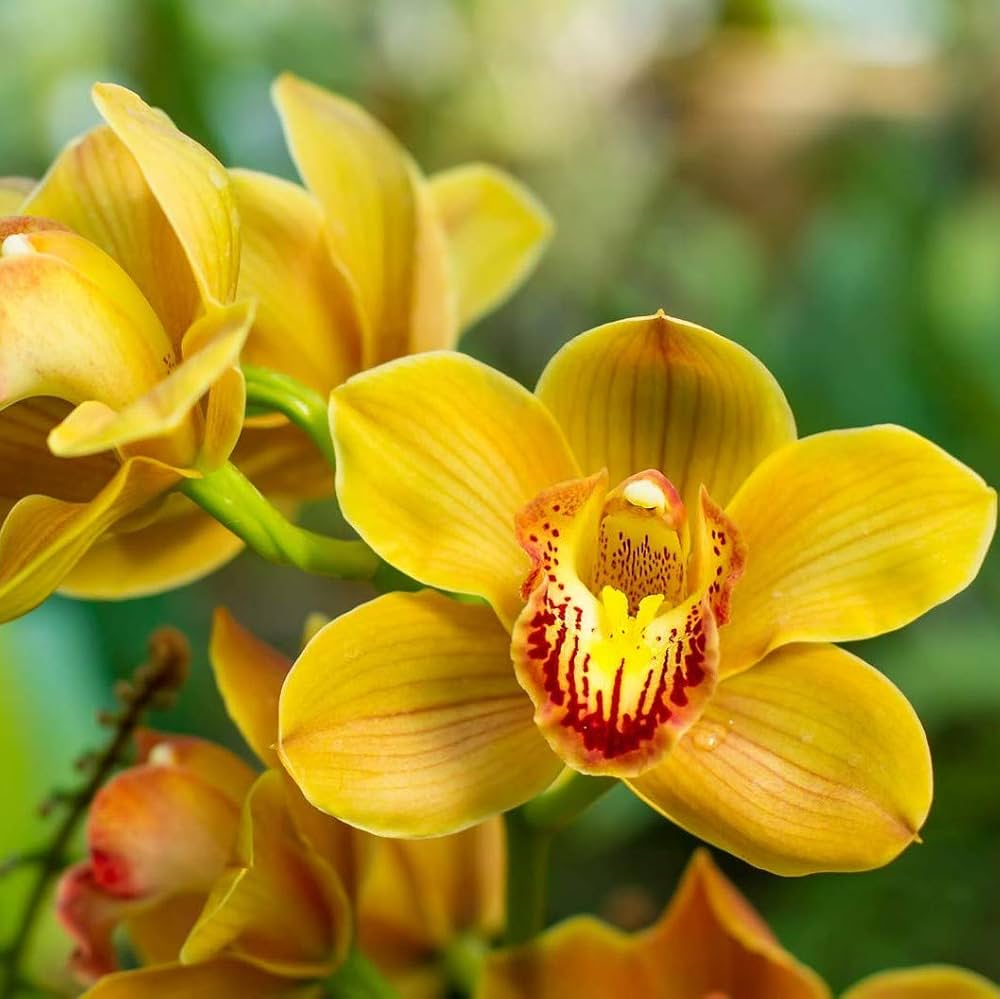 Heirloom Cymbidium Flower seeds for Planting Drought Tolerant Heirloom & GMO Free Seeds for Home Garden