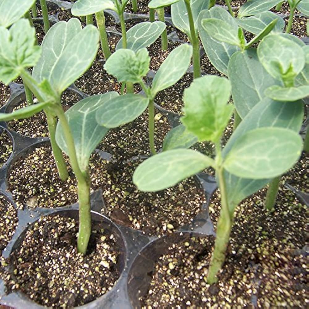 Giant Watermelon Neri Tiranno King Super Dolci Seeds