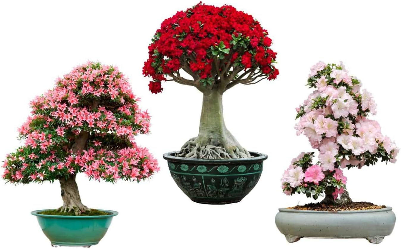 Simsii Bonsai Planting Seeds Mixed For Miniature