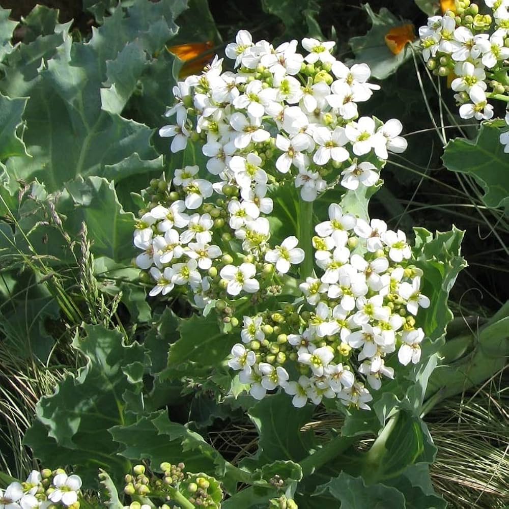 Seakale Flower seeds for Planting - Low Maintenance, Heirloom & GMO Free Seeds for Home Garden