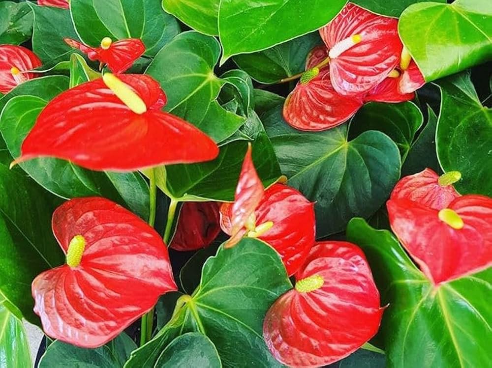 Mixed Anthurium Andraeanum Flower seeds for Planting - Bright Blooms, Heirloom & GMO Free Seeds for Home Garden