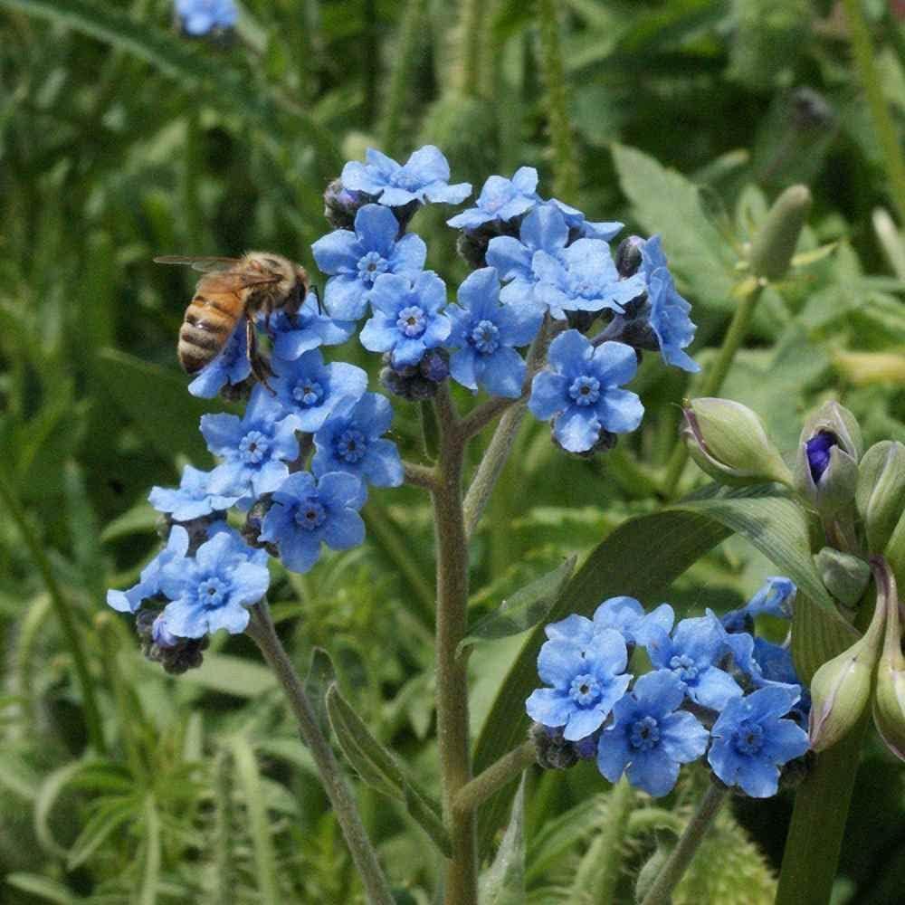 Blue Cynoglossum Flower seeds for Planting - Vibrant Colors, Heirloom & GMO Free Seeds for Home Garden