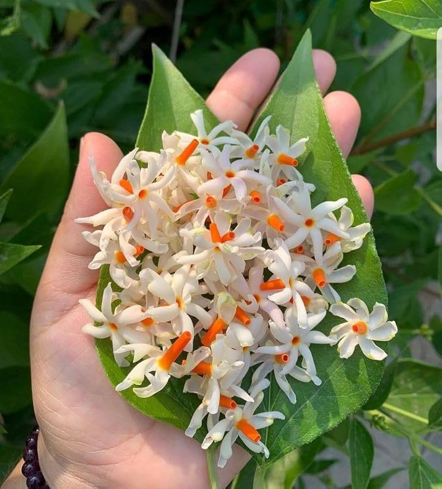 Harsingar Nyctanthes arbor-tristis Seeds for Planting in Home Garden