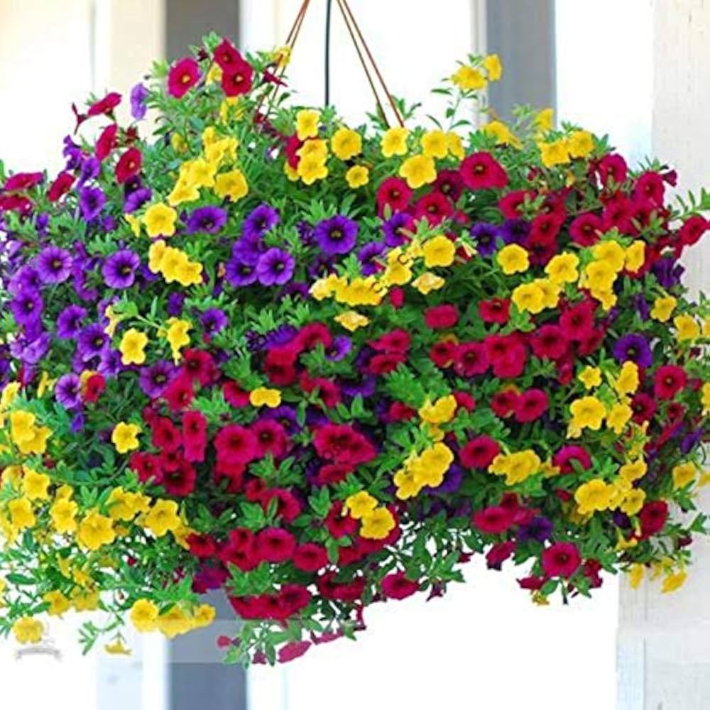 Tricolor Petunia Petunia spp. Seeds for Planting in Flower Bed