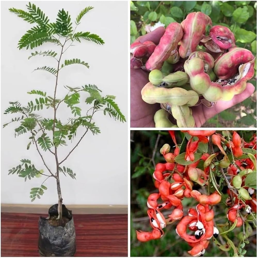 Manila Tamarind Tree Planting Seeds for Home Gardens