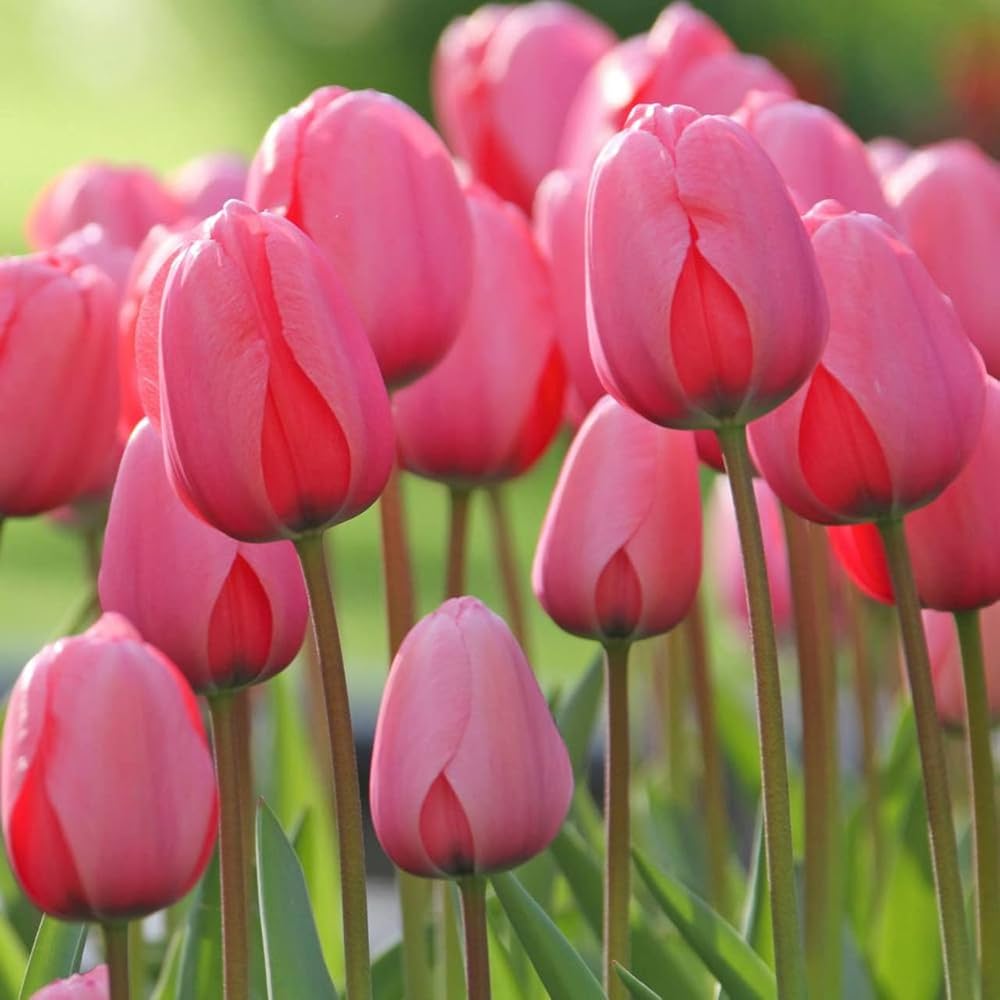 Pink Tulip Flower Seeds for Planting – Heirloom NonGMO Organic Garden Seeds with High Germination
 
 Sale - Evergrowseeds