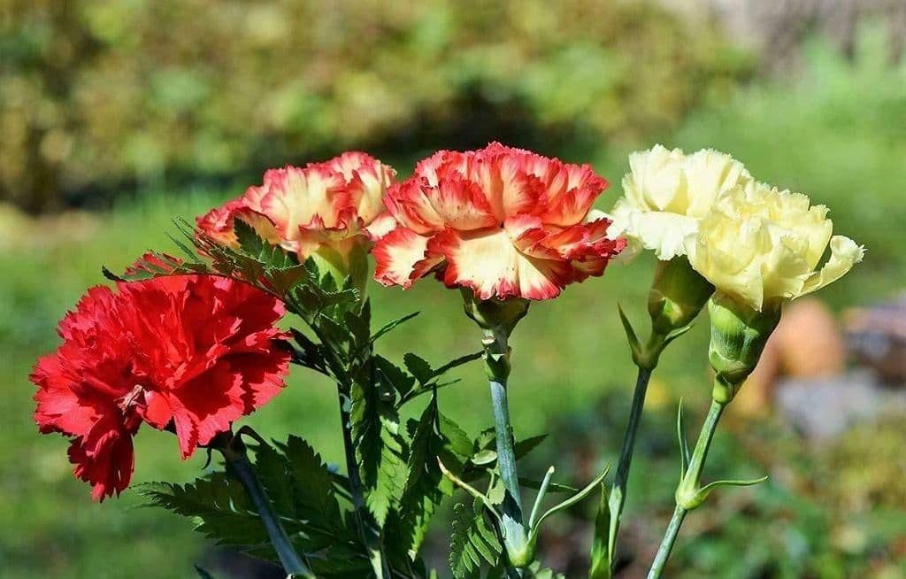 Mixed Colour Carnation Flower Seeds for Planting Pollinator Friendly Heirloom & GMO Free Seeds for Home Garden
 
 Sale