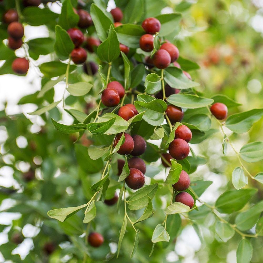 Ziziphus Jujube Fruit Seeds: Comprehensive Planting Guide