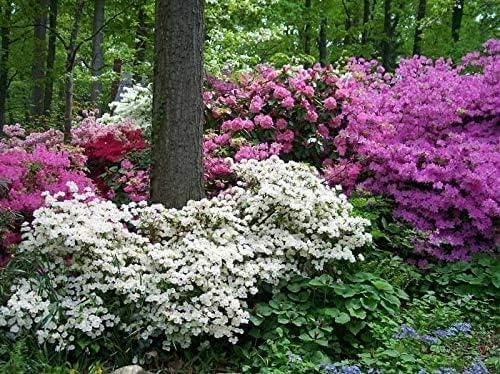 Azalea Flower Rhododendron spp. Seeds for Planting in Flower Bed & Garden