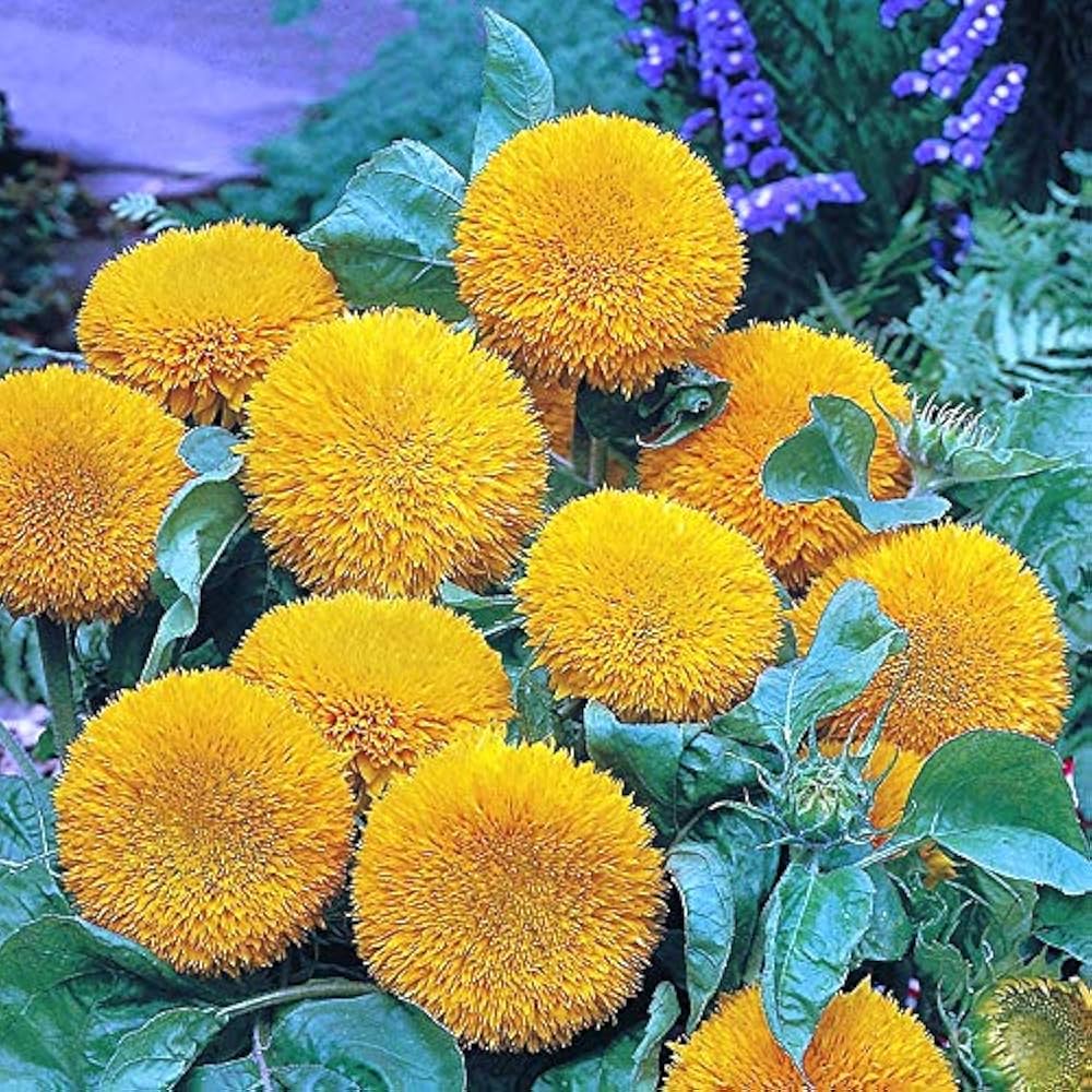 Gold Sunflower Seeds for Planting Helianthus annuus for flower beds and summer gardens