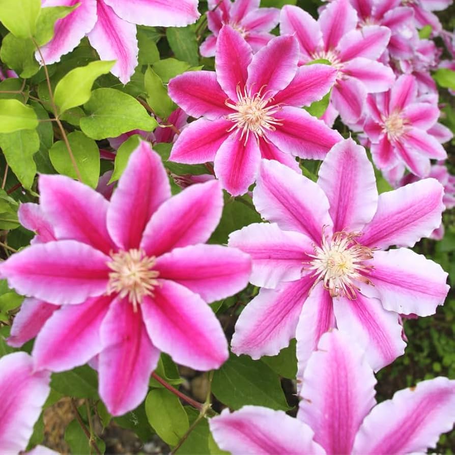 Peach Clematis Flower seeds for Planting - Colorful Display, Heirloom & GMO Free Seeds for Home Garden