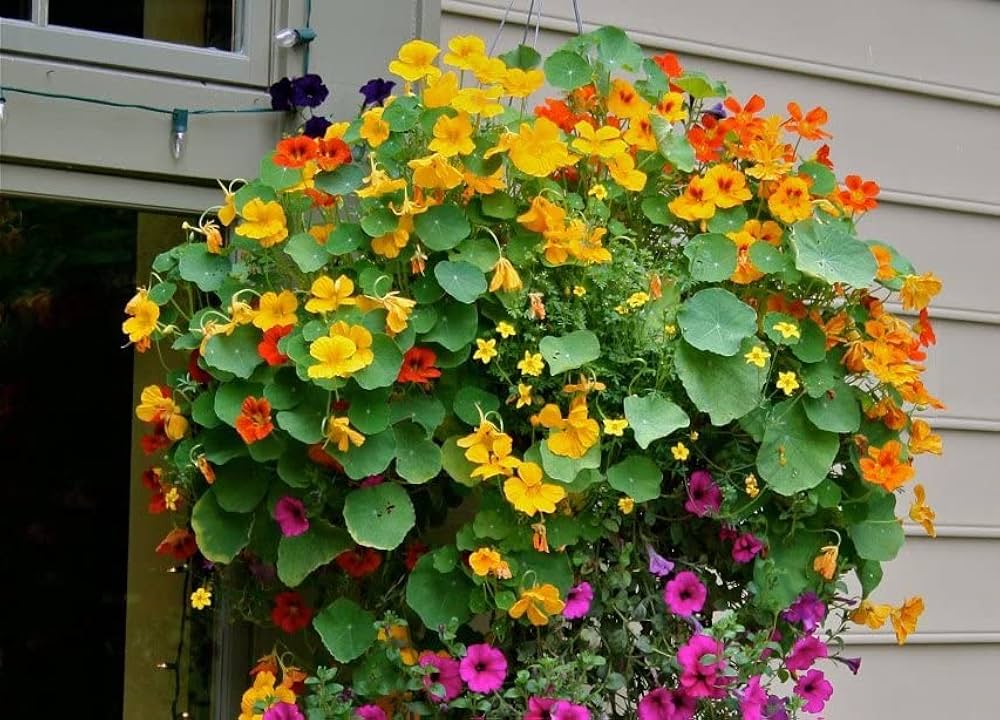 Nasturtium Tropaeolum majus Flower Seeds for Planting