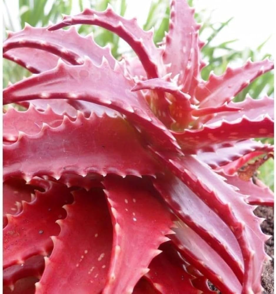 Aloe Cameron Seeds For Planting Mixed - Unique & Diverse Plants