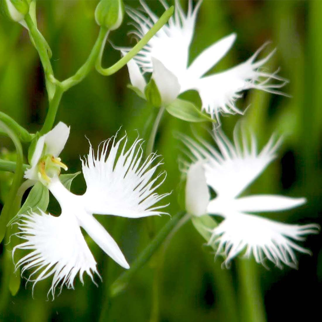 Dove Orchid Flower seeds for Planting - Compact Growth, Heirloom & GMO Free Seeds for Home Garden