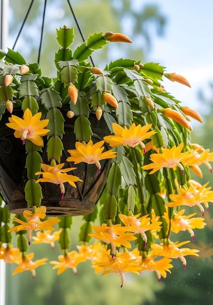 Yellow Schlumbergera Flower seeds for Planting - Garden Favorite, Heirloom & GMO Free Seeds for Home Garden