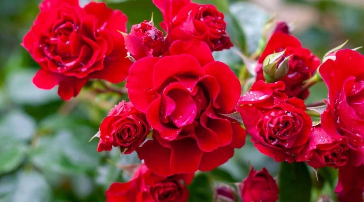 Red Climbing Flower Seeds for Planting - Vibrant Blooms for Your Garden
