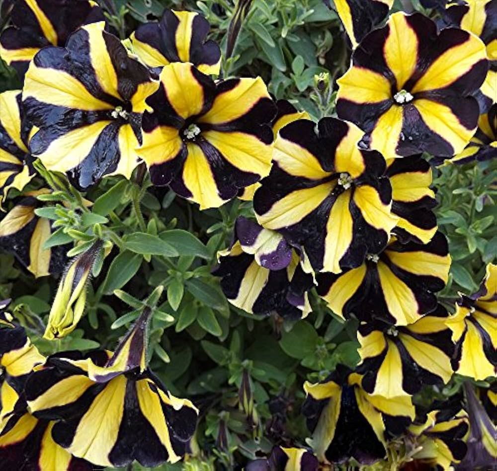 Yellow With Black Playmates Petunia Seeds