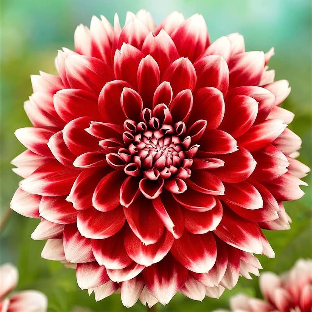 Maroon Red White Dahlia Flower Seeds for Planting Compact Growth Heirloom & GMO Free Seeds for Home Garden
 
 Sale
