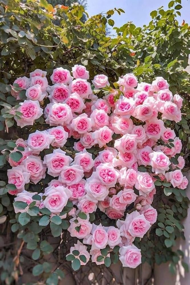 Climbing Flower seeds for Planting - Drought Tolerant, Heirloom & GMO Free Seeds for Home Garden